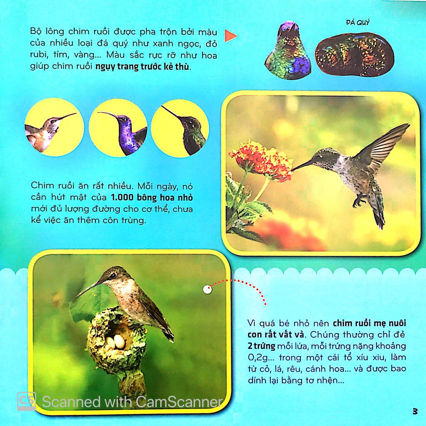 Bí Ẩn Thế Giới Loài Vật - Chim (Tái Bản 2025) - Ảnh 4