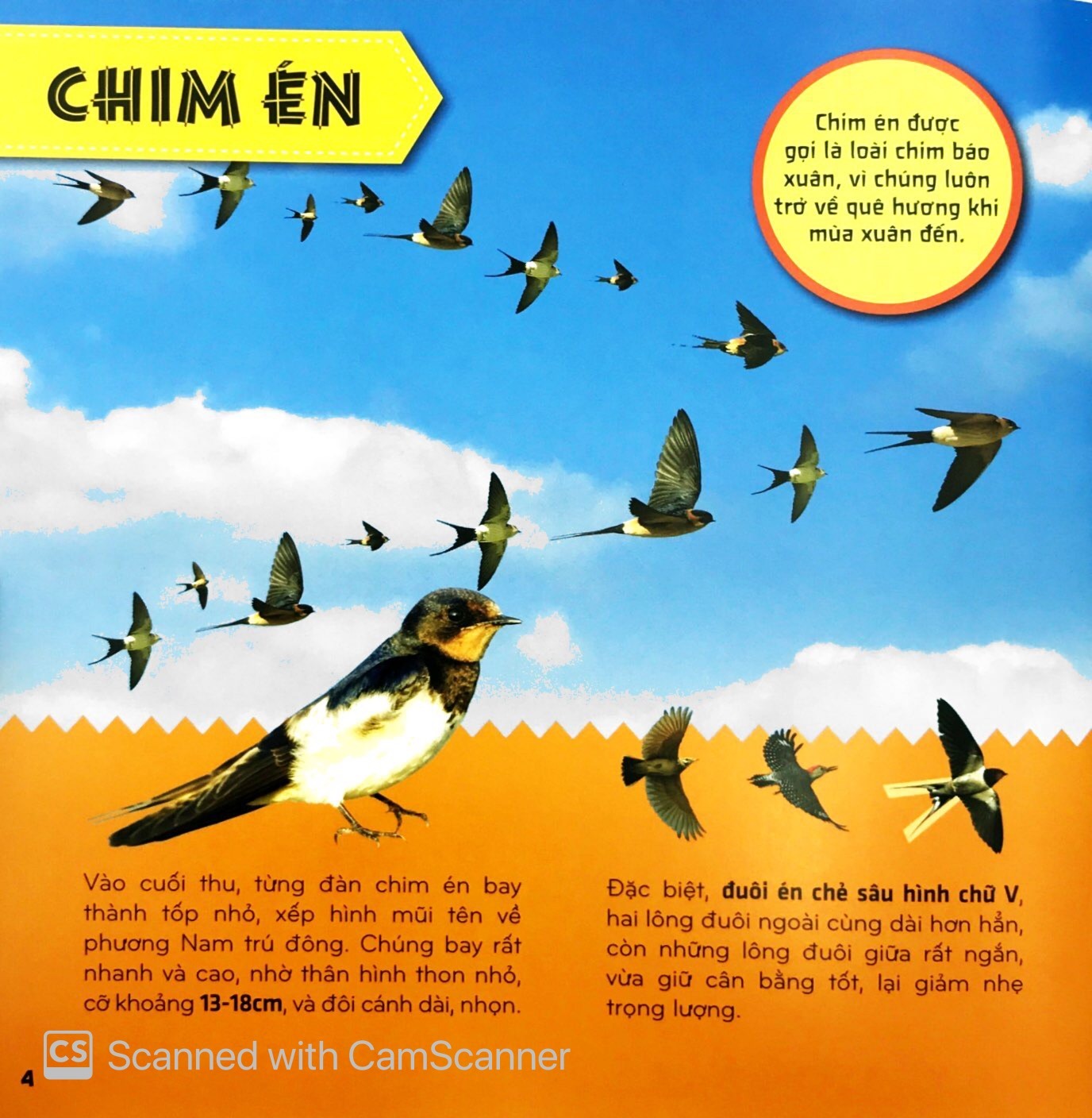 Bí Ẩn Thế Giới Loài Vật - Chim (Tái Bản 2025) - Ảnh 5