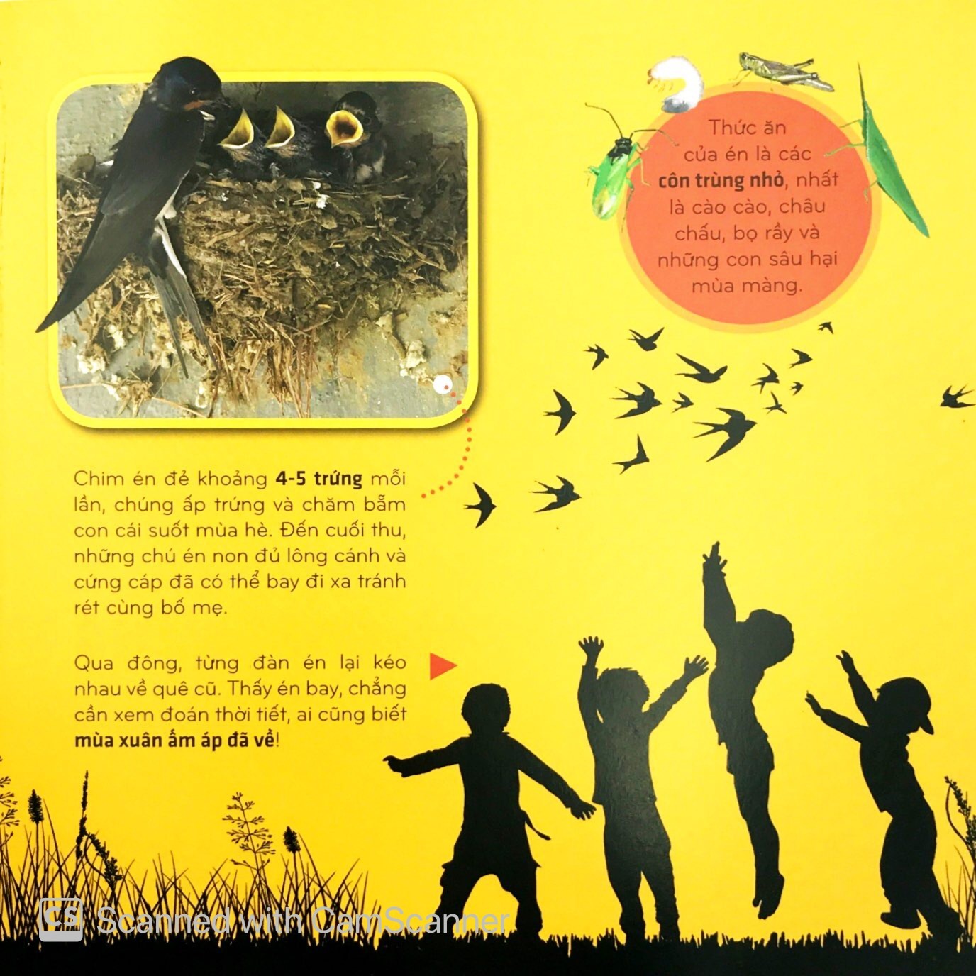 Bí Ẩn Thế Giới Loài Vật - Chim (Tái Bản 2025) - Ảnh 6