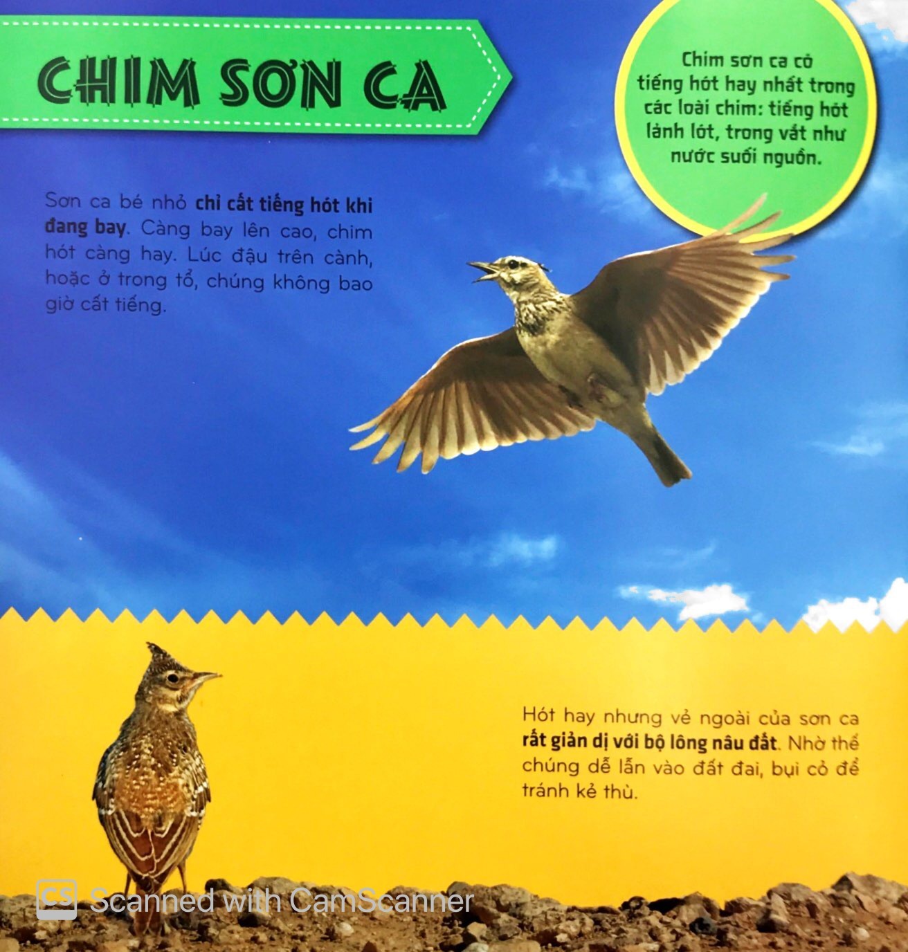 Bí Ẩn Thế Giới Loài Vật - Chim (Tái Bản 2025) - Ảnh 7