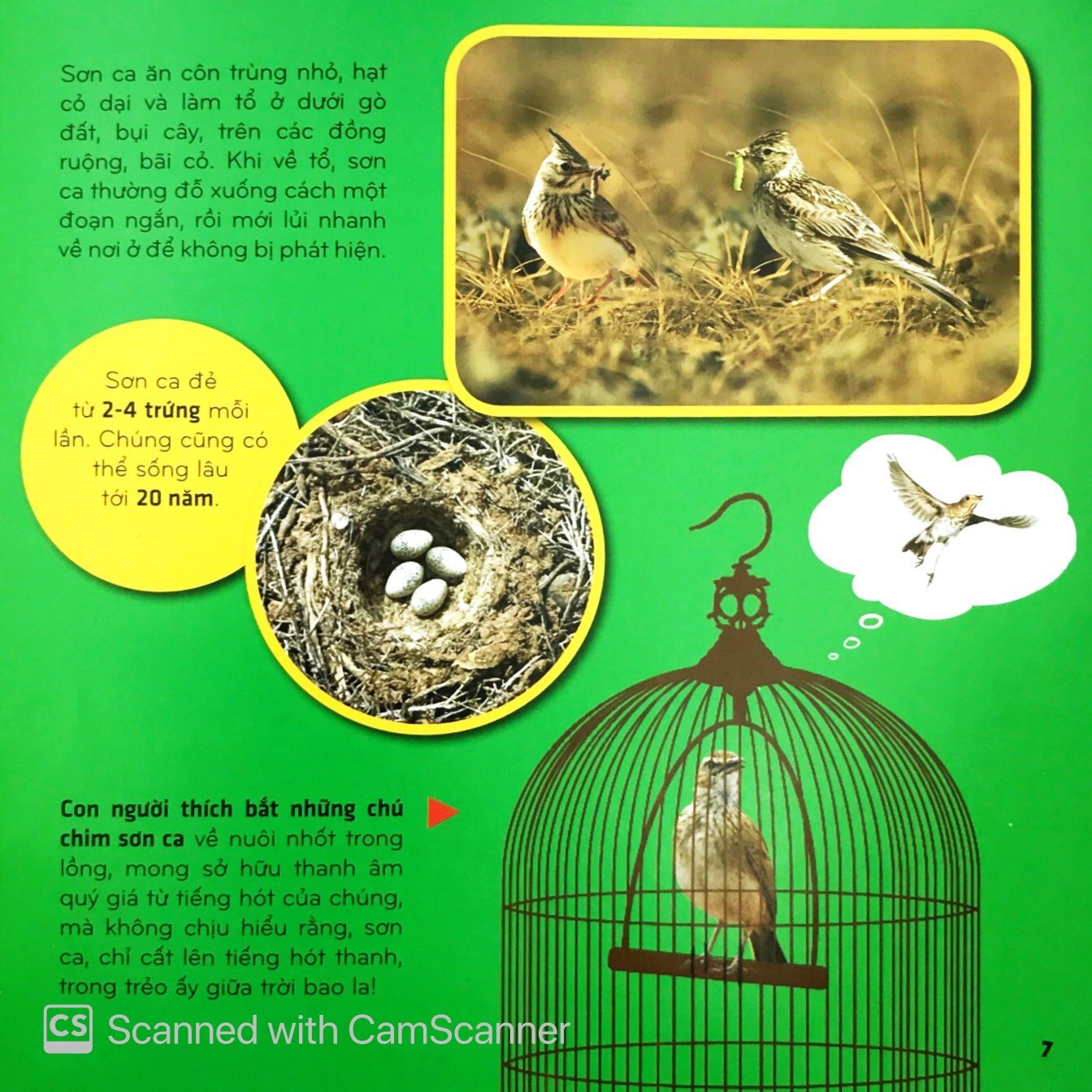 Bí Ẩn Thế Giới Loài Vật - Chim (Tái Bản 2025) - Ảnh 8