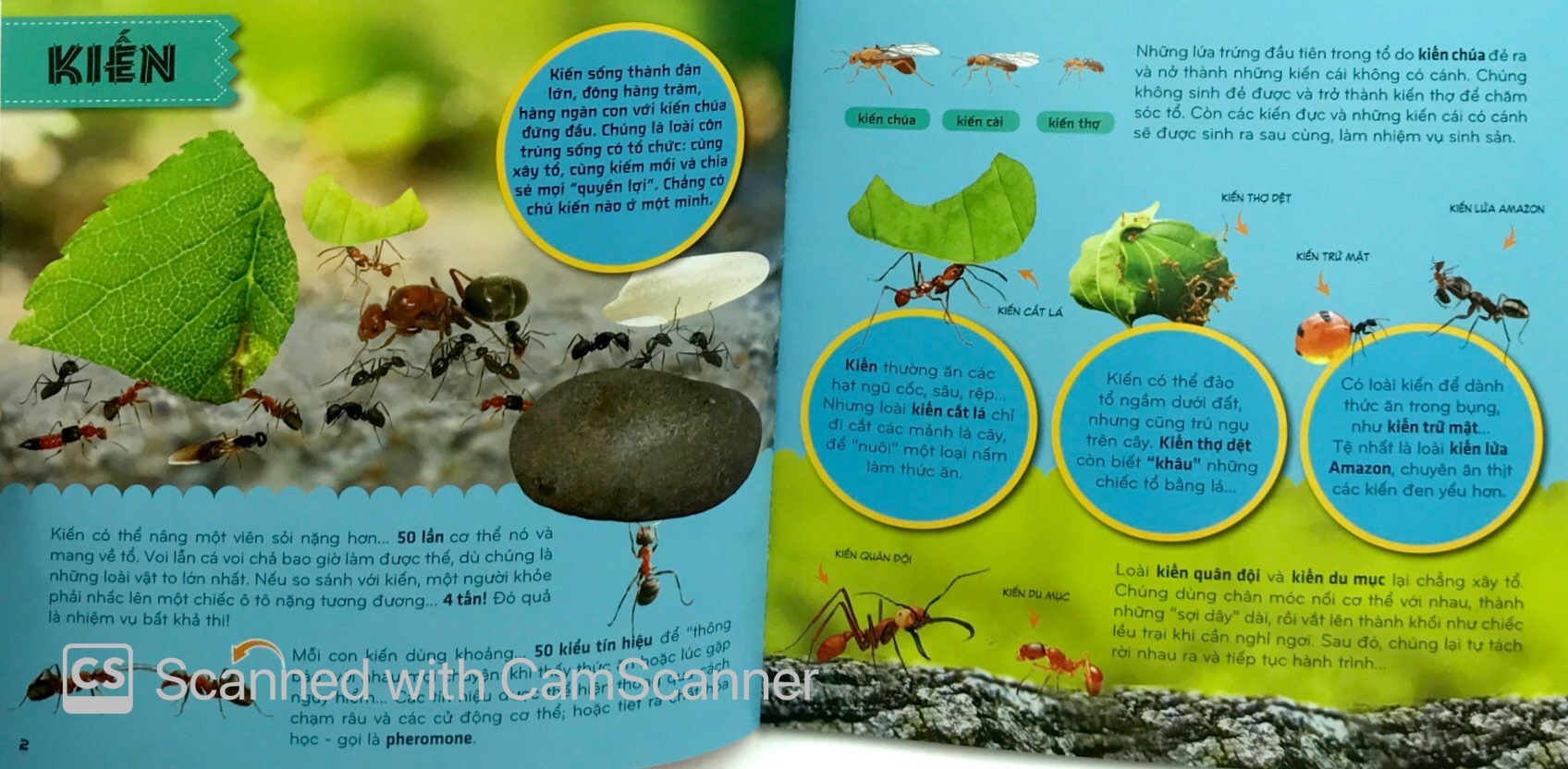 bí ẩn thế giới loài vật - côn trùng (tái bản 2024) - Ảnh 3