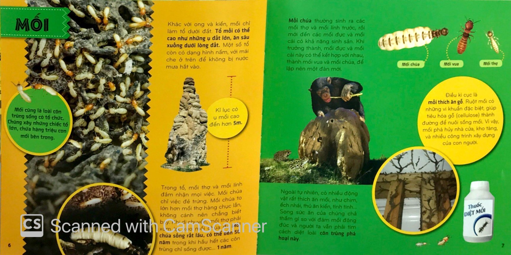 bí ẩn thế giới loài vật - côn trùng (tái bản 2024) - Ảnh 5
