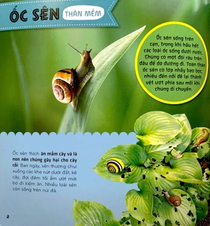 bí ẩn thế giới loài vật - thân mềm và giáp xác - Ảnh 4