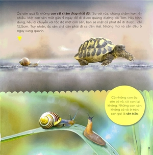 bí ẩn thế giới loài vật - thân mềm và giáp xác - Ảnh 5