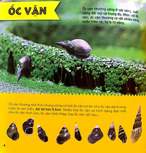 bí ẩn thế giới loài vật - thân mềm và giáp xác - Ảnh 6