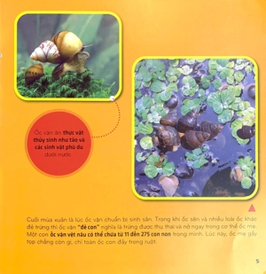 bí ẩn thế giới loài vật - thân mềm và giáp xác - Ảnh 7