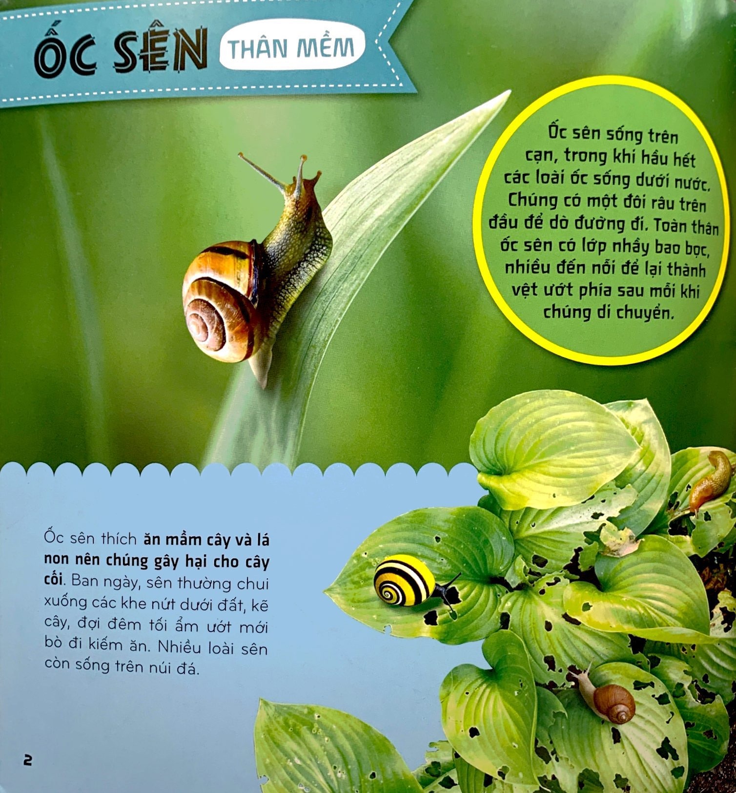 bí ẩn thế giới loài vật - thân mềm và giáp xác (tái bản 2024) - Ảnh 3