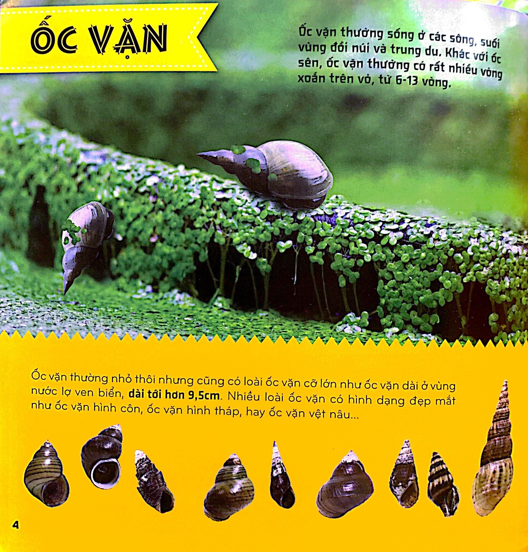 bí ẩn thế giới loài vật - thân mềm và giáp xác (tái bản 2024) - Ảnh 5