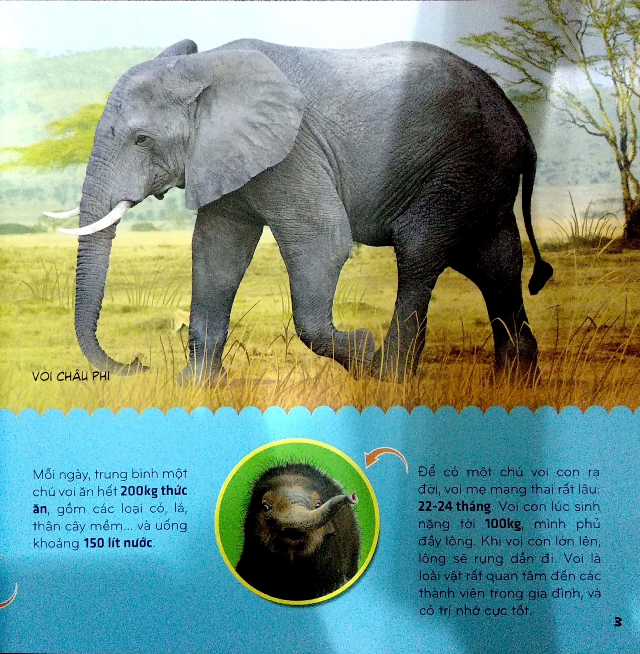 bí ẩn thế giới loài vật - thú (tái bản 2024) - Ảnh 4