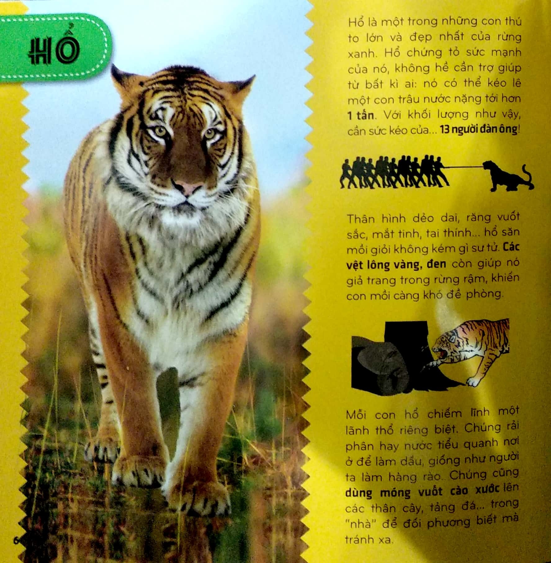 bí ẩn thế giới loài vật - thú (tái bản 2024) - Ảnh 7