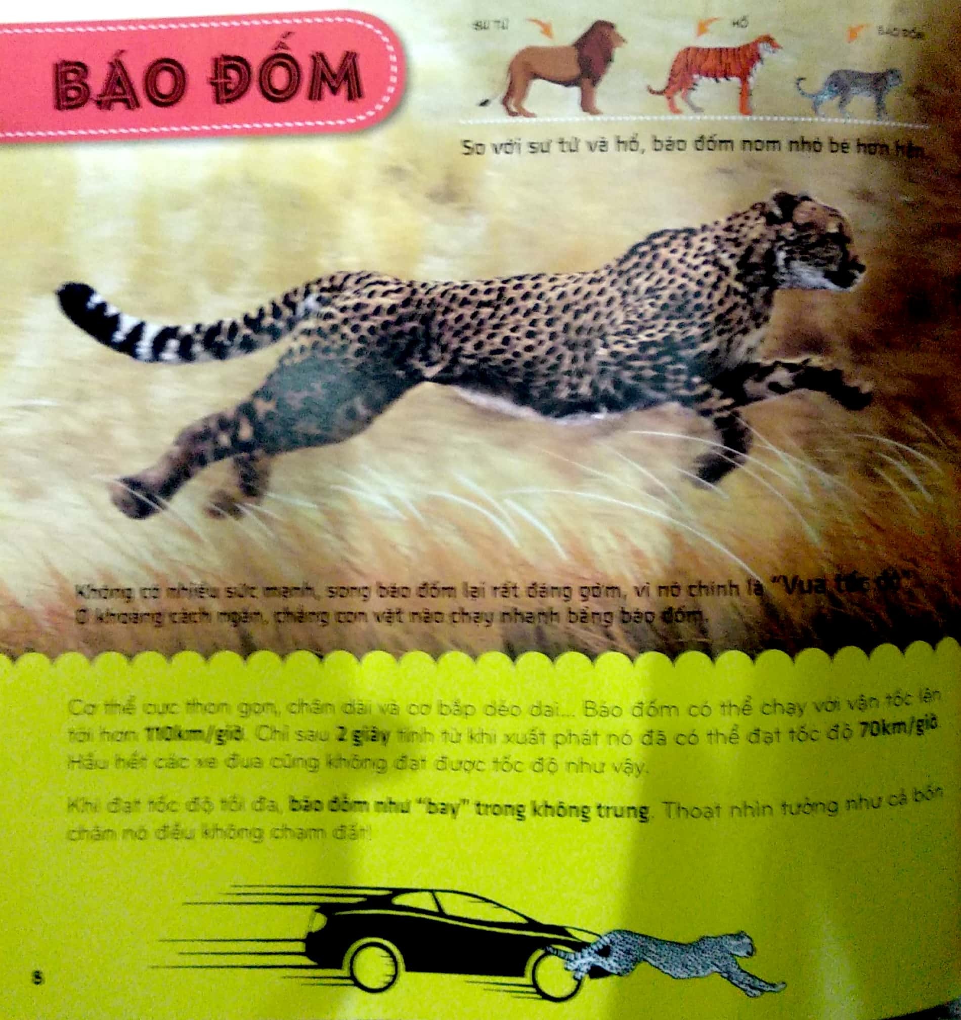 bí ẩn thế giới loài vật - thú (tái bản 2024) - Ảnh 9