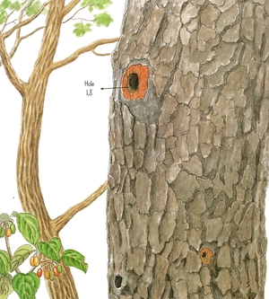 bí mật những chiếc lỗ (tái bản 2019) - Ảnh 4