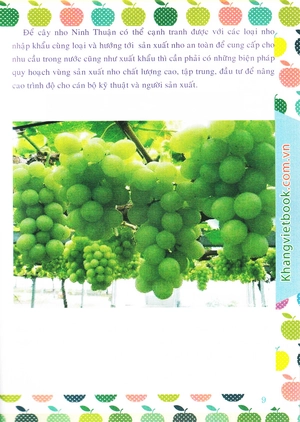 bí quyết thành công kĩ thuật trồng nho hiệu quả - Ảnh 12