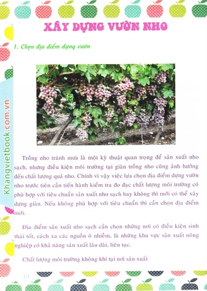 bí quyết thành công kĩ thuật trồng nho hiệu quả - Ảnh 13