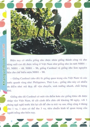 bí quyết thành công kĩ thuật trồng nho hiệu quả - Ảnh 7