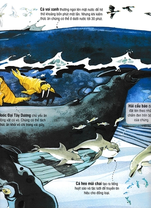 big book - cuốn sách khổng lồ về các loài động vật biển (tái bản) - Ảnh 10