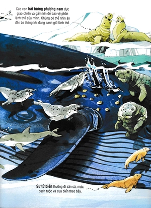 big book - cuốn sách khổng lồ về các loài động vật biển (tái bản) - Ảnh 11