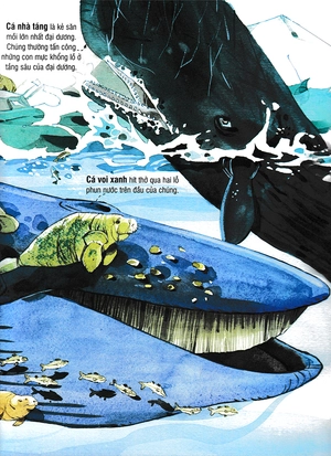 big book - cuốn sách khổng lồ về các loài động vật biển (tái bản) - Ảnh 12