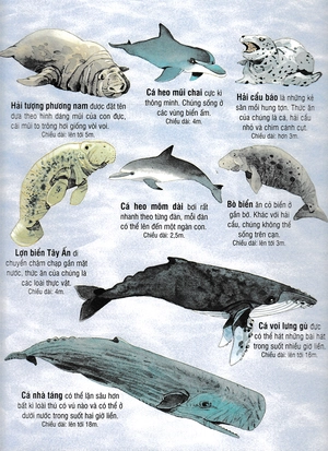big book - cuốn sách khổng lồ về các loài động vật biển (tái bản) - Ảnh 8