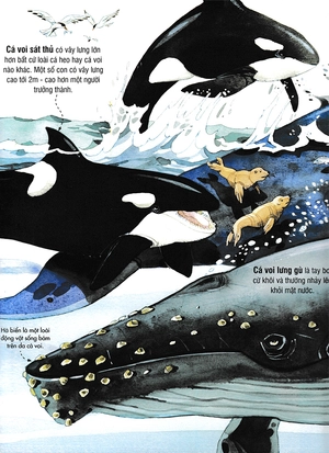 big book - cuốn sách khổng lồ về các loài động vật biển (tái bản) - Ảnh 9