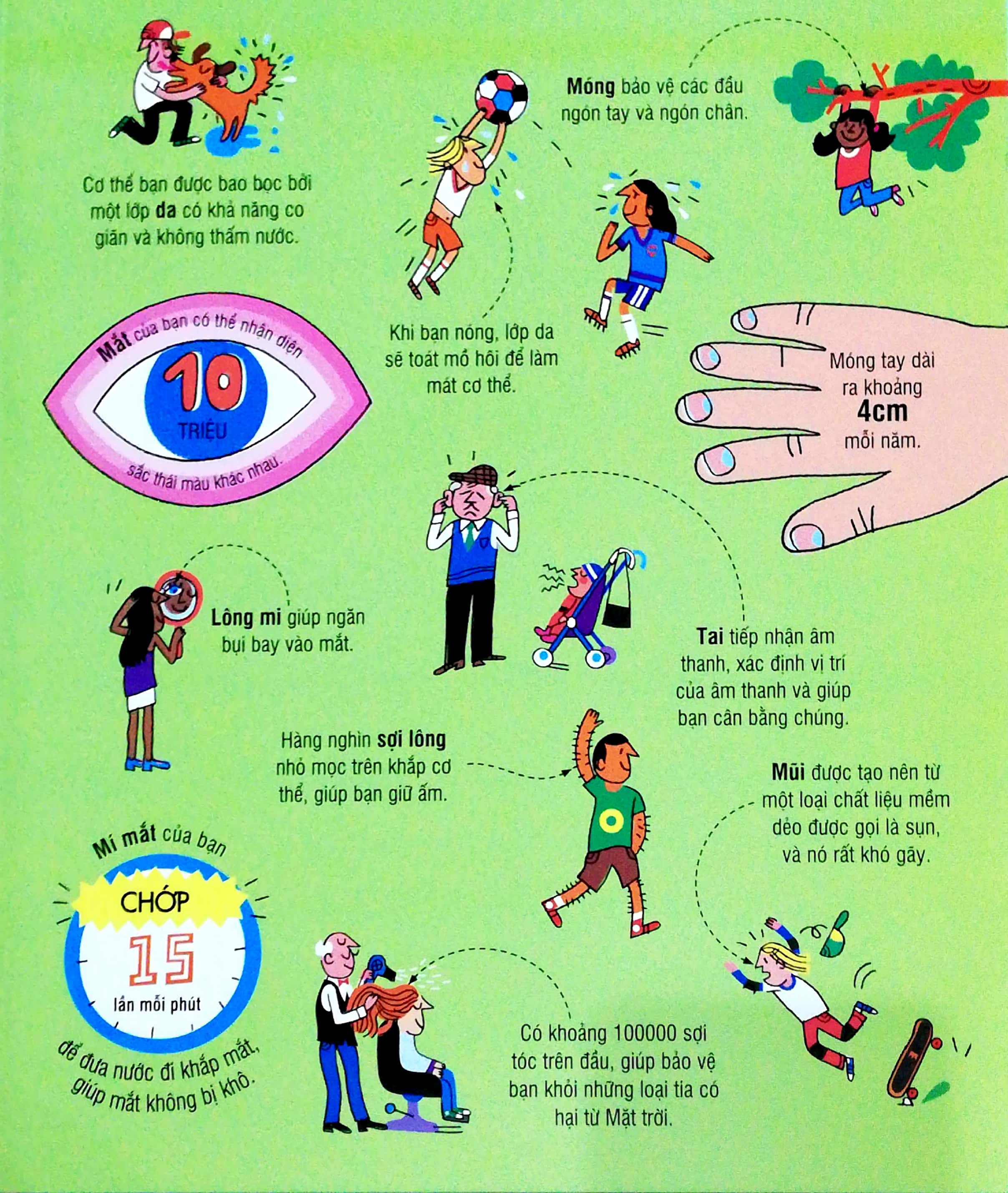 big book - cuốn sách khổng lồ về cơ thể người (tái bản) - Ảnh 3