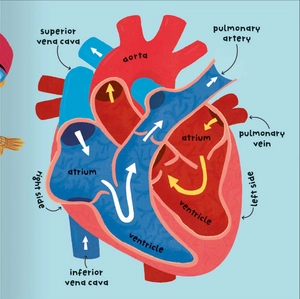 big words for little experts - body - Ảnh 6