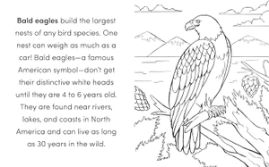 bird book for kids - Ảnh 4