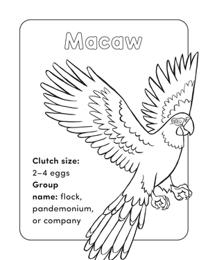 bird book for kids - Ảnh 5