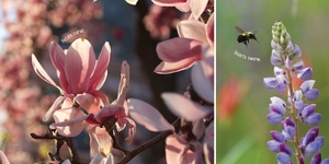 bloom boom! - Ảnh 3