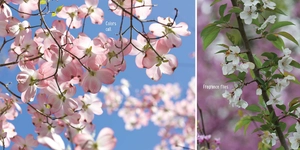 bloom boom! - Ảnh 4