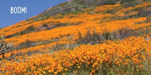 bloom boom! - Ảnh 7