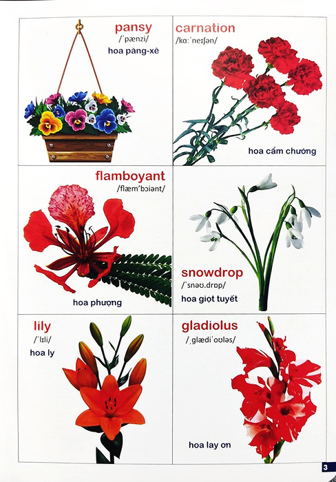 Bộ Bách Khoa Bằng Hình Đầu Tiên Cho Bé 3 - Chủ Đề Các Loài Hoa, Loại Củ, Rau Củ - Ảnh 5