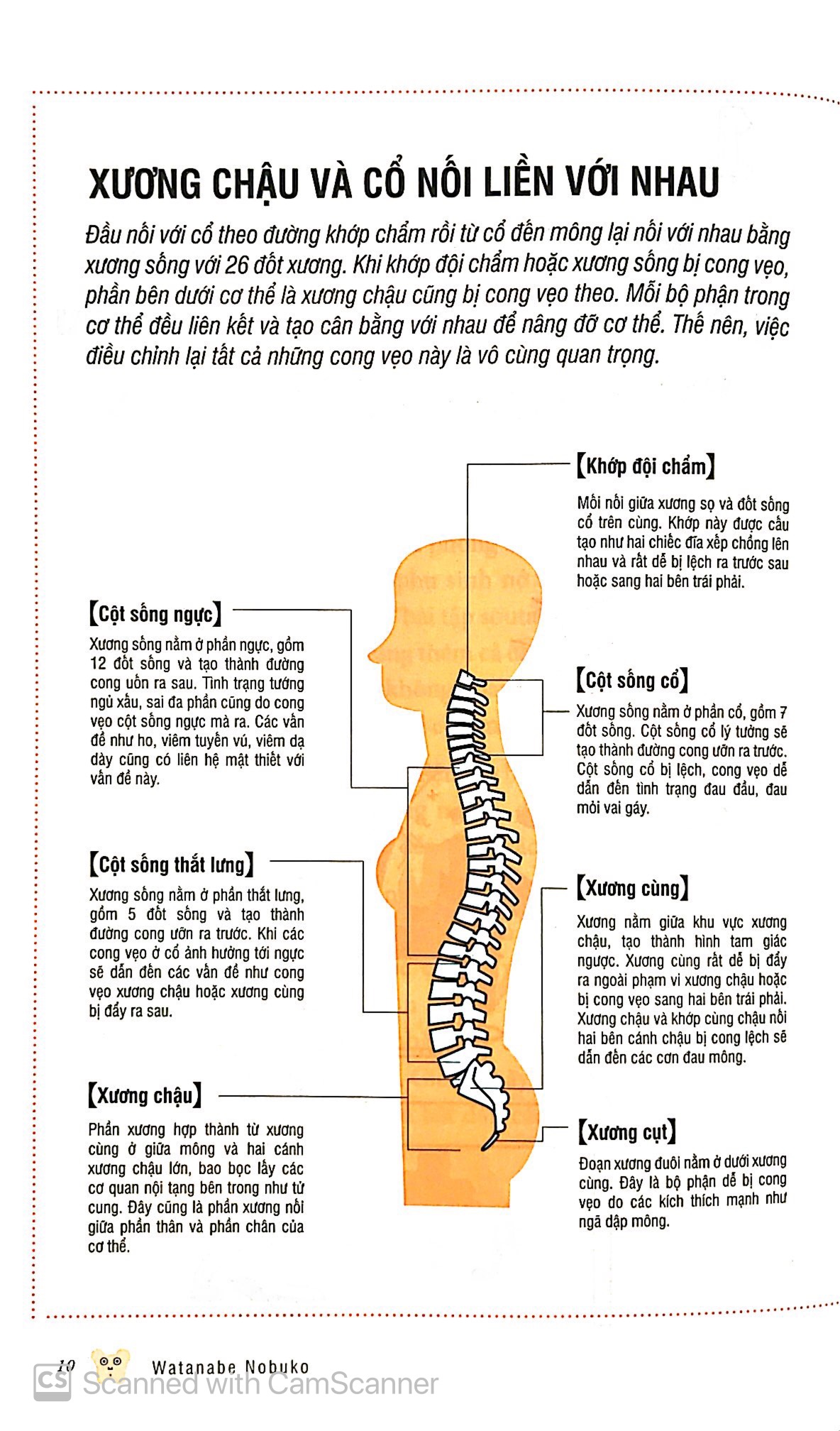 bộ bảo dưỡng khung xương chậu 3 - thổi bay mỏi vai nhức đầu - Ảnh 5