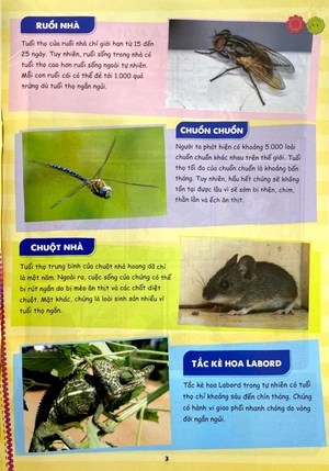 bộ bộ sách the young scientist - truyện tranh khoa học cho trẻ em - tập 7 - level 1+2+3 (bộ 3 cuốn) - Ảnh 4