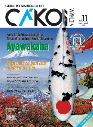 bộ cá koi - tập 11 - Ảnh 3