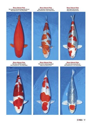 bộ cá koi - tập 4 - Ảnh 4