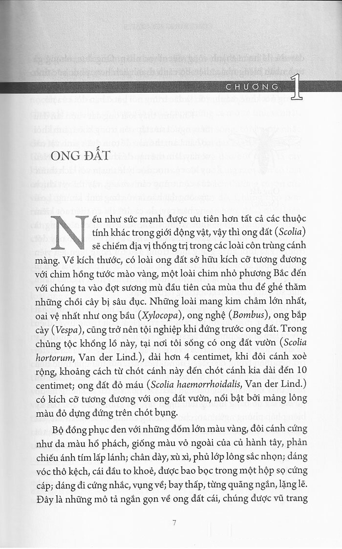 bộ côn trùng ký (ấn bản đầy đủ nhất) - tập 3 - Ảnh 3