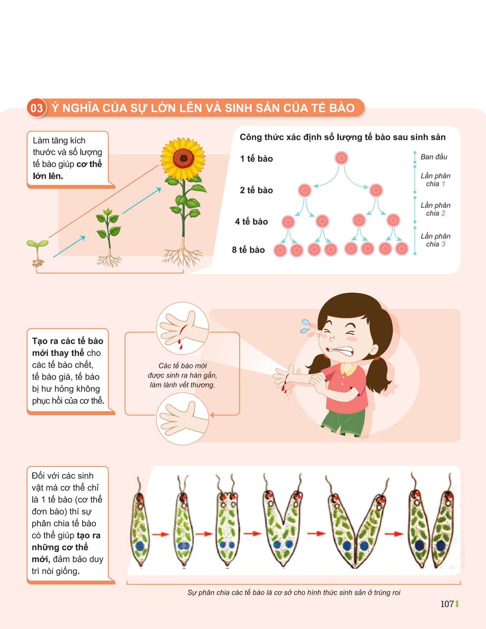 Bộ Đột Phá Tư Duy Khoa Học Tự Nhiên 6 - Tập 1 - Ảnh 12