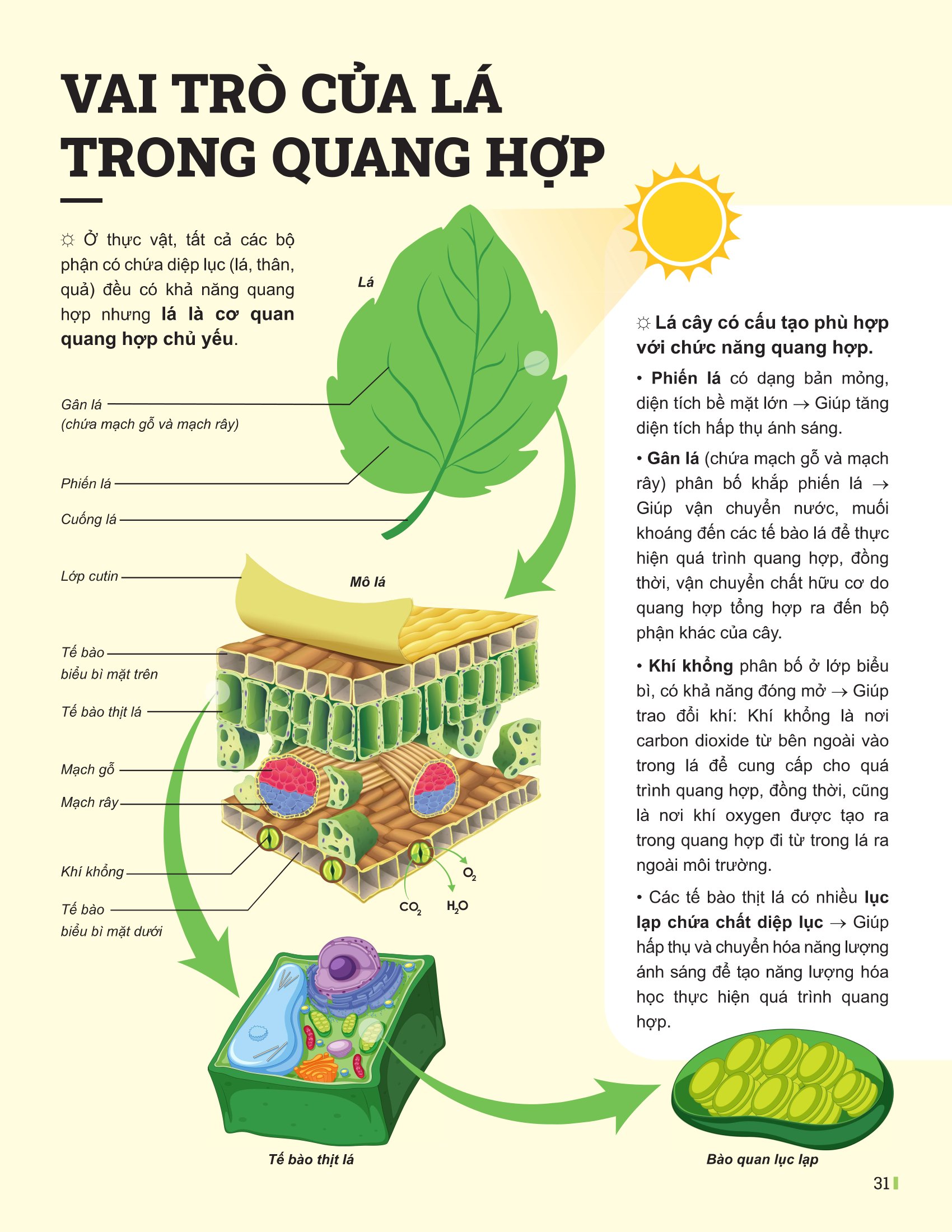 Bộ
						
										
										Đột Phá Tư Duy Khoa Học Tự Nhiên 7 - Tập 2 (Tái Bản 2026) - Ảnh 9