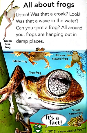 bộ fantastic frogs - Ảnh 3