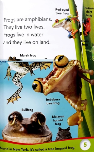 bộ fantastic frogs - Ảnh 4
