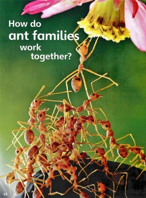 bộ guess what! level 5 pupil's book british english - Ảnh 10