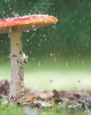 bộ guess what! level 6 pupil's book british english - Ảnh 6