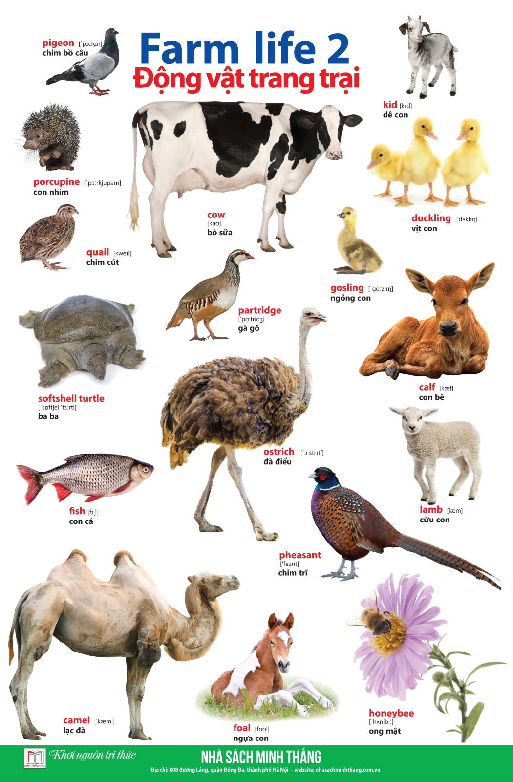 bộ learing english by pictures - học tiếng anh bằng hình ảnh - tập 2 (tái bản 2023) - Ảnh 6