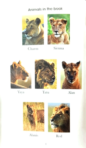 bộ penguin readers level 1: bbc dynasties: lions - Ảnh 4