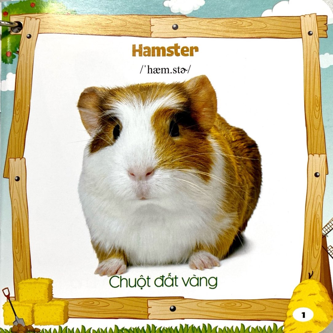 bộ sách bách khoa toàn thư cho bé (bộ 5 cuốn) - Ảnh 4