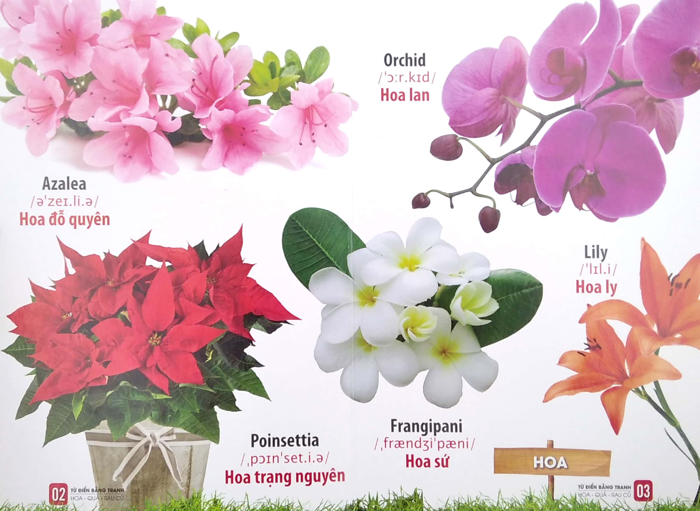 bộ sách từ điển bằng tranh: hoa, quả, rau củ - chữ cái và số đếm - phương tiện giao thông (bộ 3 cuốn) - Ảnh 6