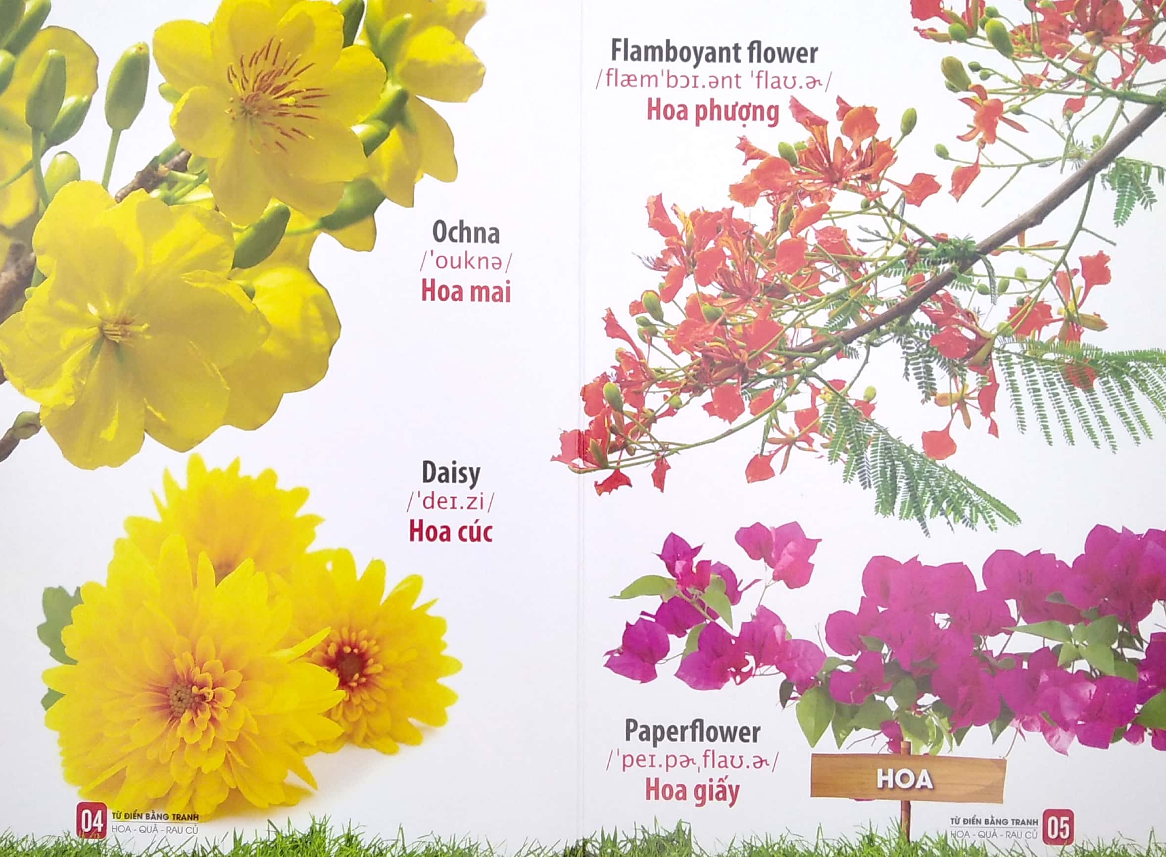 bộ sách từ điển bằng tranh: hoa, quả, rau củ - chữ cái và số đếm - phương tiện giao thông (bộ 3 cuốn) - Ảnh 7