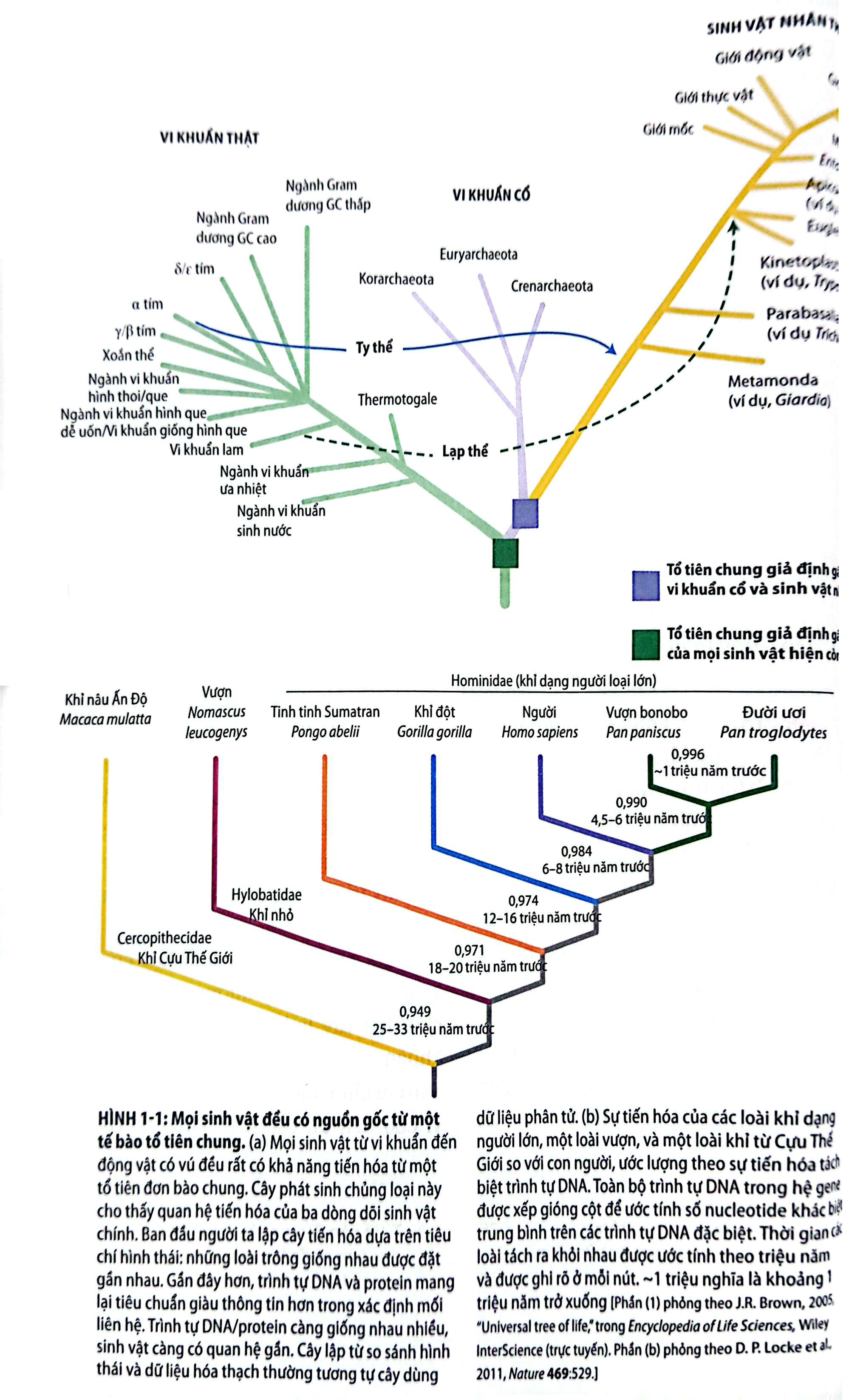 Bộ Sinh Học Phân Tử Của Tế Bào - Tập 1 - Cơ Sở Hoá Học Và Phân Tử (Tái Bản 2024) - Ảnh 5
